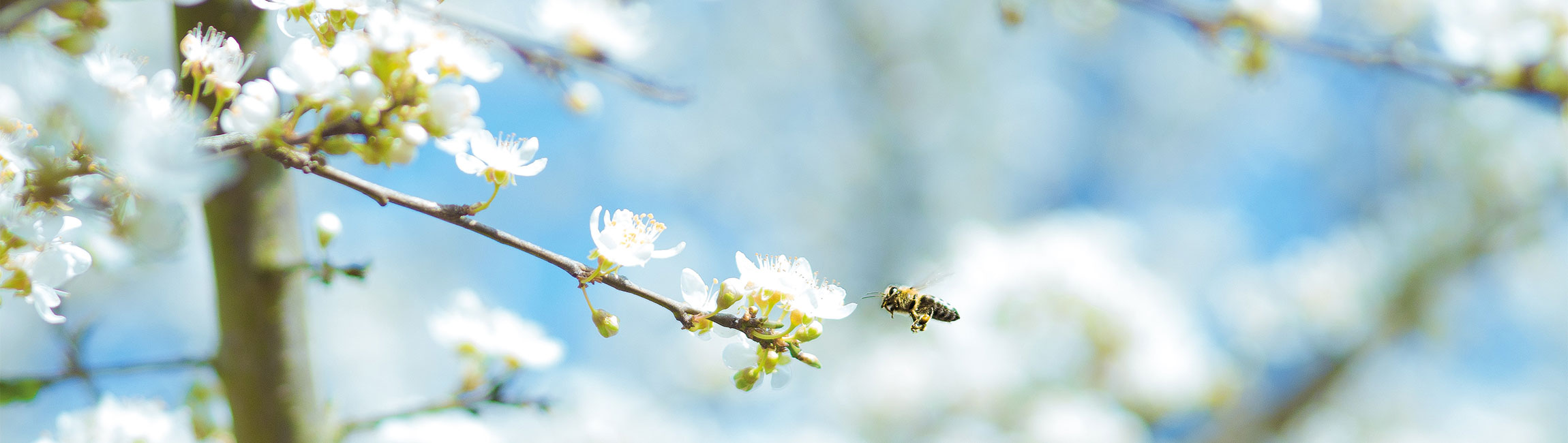 Neuer Naturerlebnisgarten im Allgäu, der Bienenfreunde zum Schwärmen bringt-0
