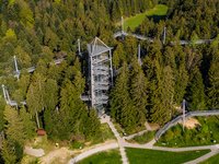 Ein Wald voller Musik-1
