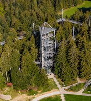 Ein Wald voller Musik