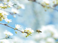 Eröffnung Naturerlebnisgarten - Biene und Blüte im Jahreslauf-3