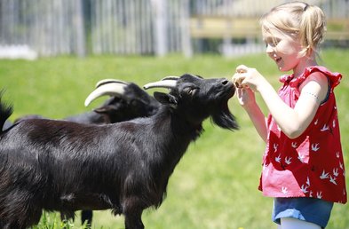 Unser Streichelzoo im skywalk allgäu