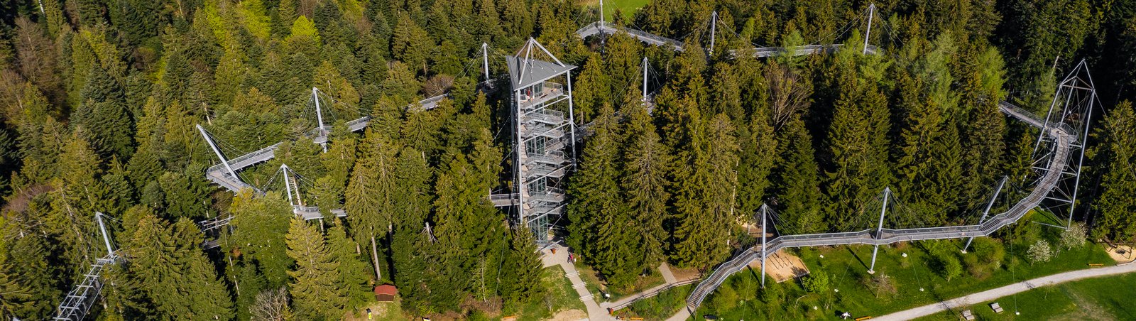 Ein Wald voller Musik-2